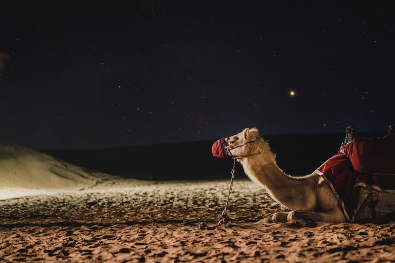 Camel Riding